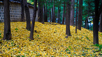 Fallen Leaves, Dosan Park, Gangnam