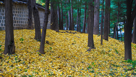 Fallen Leaves, Dosan Park, Gangnam