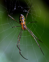 Nephila Spider