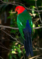 King Parrot, Mt Tamborine