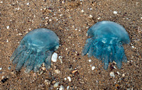 Jellyfish, Wellington Point