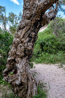 Gnarled Melaleuca Tree