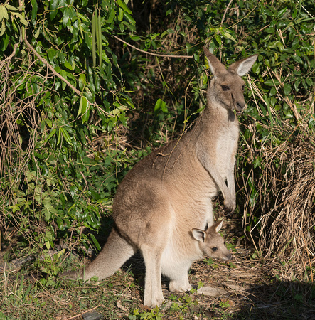 Wallaby at Lake Arragan campsite