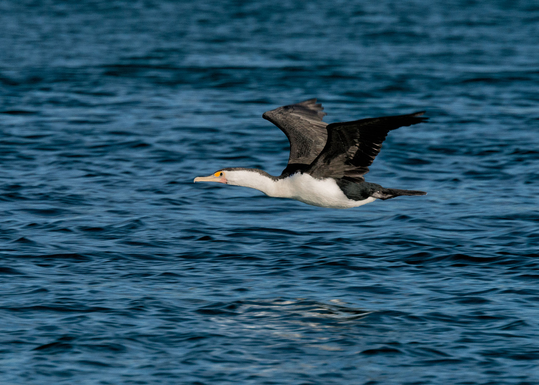 Pied Cormorant in flight