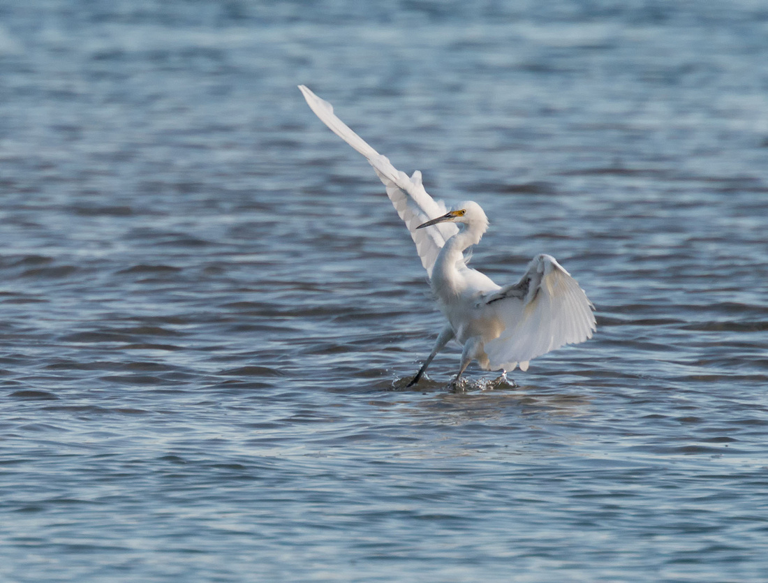 Egret landing in Sandon River