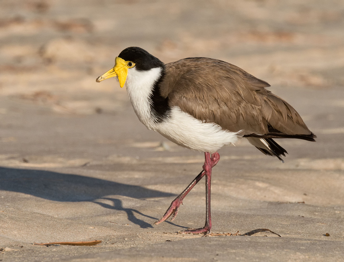 Masked Lapwing (Spur-winged plover)
