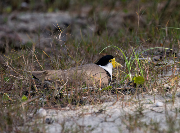 Masked Lapwing on Nest, Illaroo campground