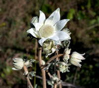 Flannel Flower beside the track