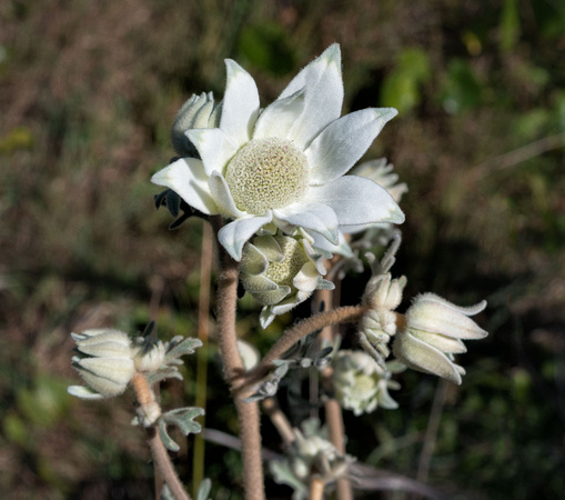 Flannel Flower beside the track