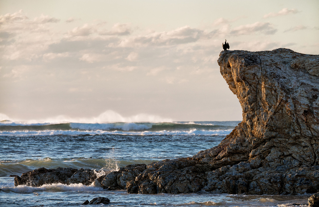 Cormorant on rocks near Illaroo campground