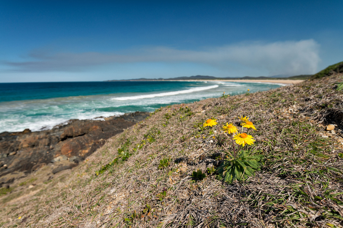 Wooli Beach from Wilsons Headland