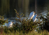Egrets, Tygum Park
