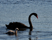 Black Swan and Cygnet, Tygum Lagoon