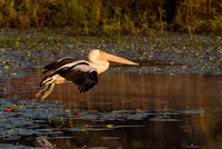 Pelican in flight, Tygum Park