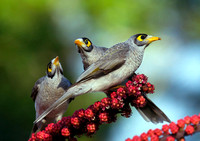 Group of Noisy Miners