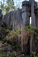 Old Fence, Lake Broadwater