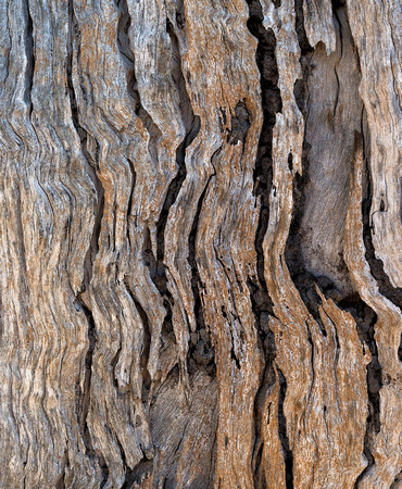 Dead Tree Patterns, Lake Broadwater