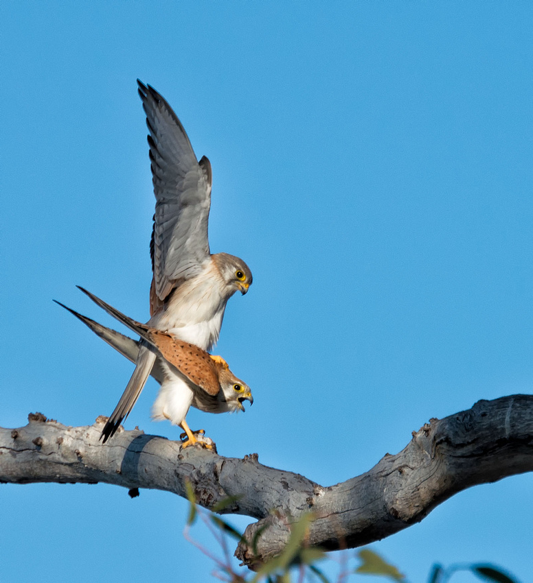 Nankeen Kestrels, Lake Broadwater