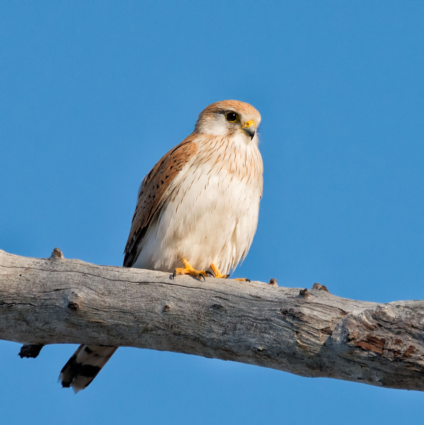 Nankeen Kestrel, Lake Broadwater