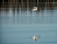 Spoonbill in Flight, Lake Broadwater