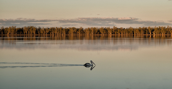 Pelican on Lake Broadwater