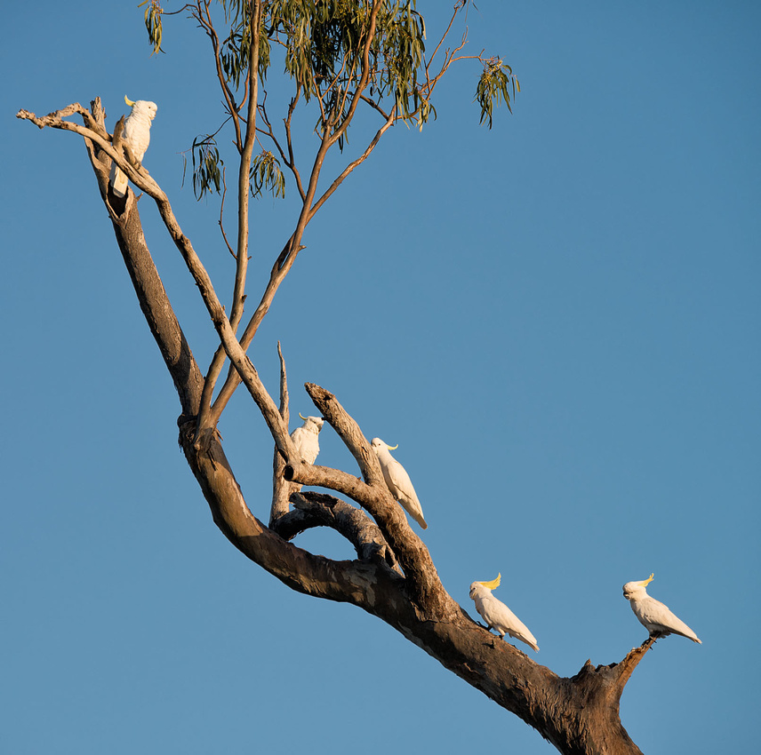 Little Corellas, Lake Broadwater