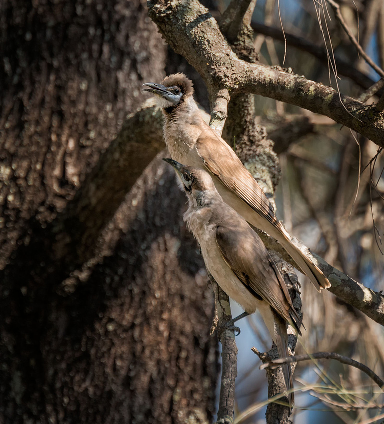 Little Friarbird, Lake Broadwater