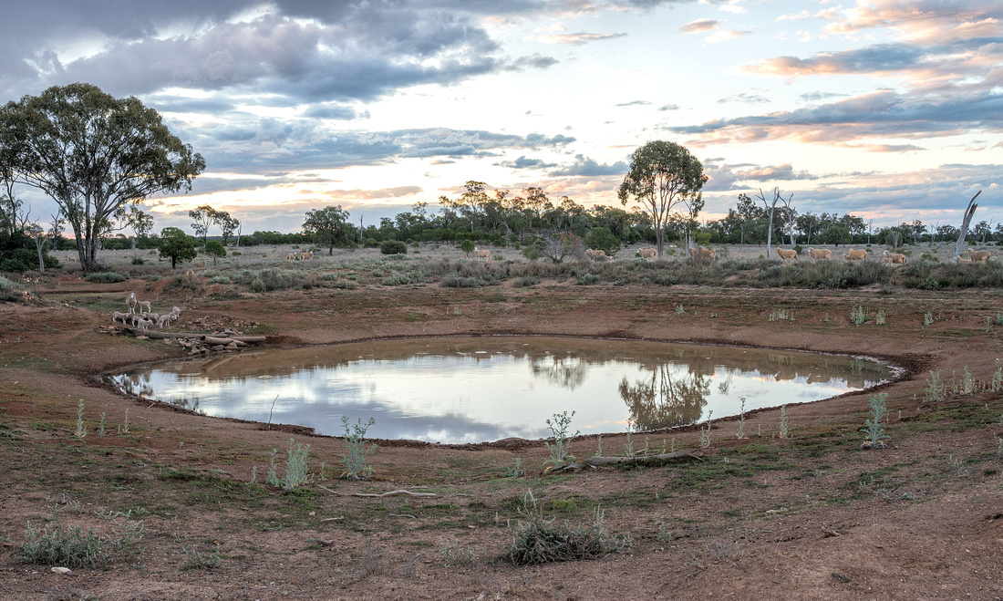 Sheep around a dam, Mungallala