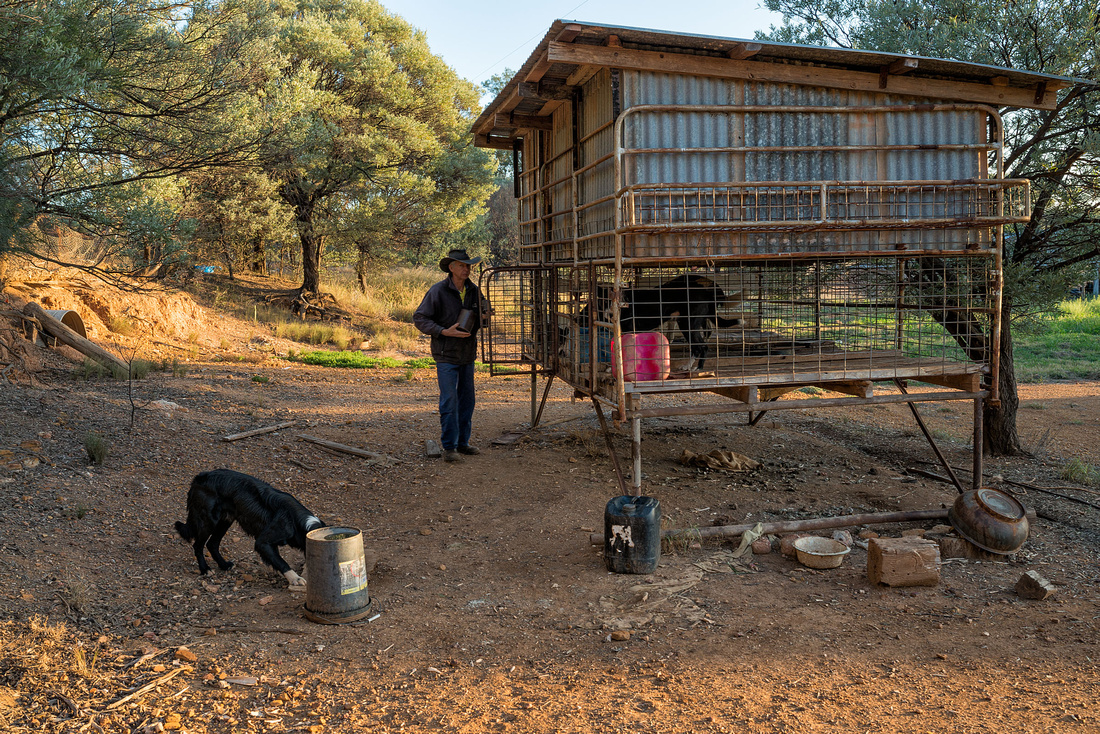 John Feeding the Dogs, Mungallala