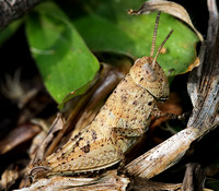 Short-horned Grasshopper