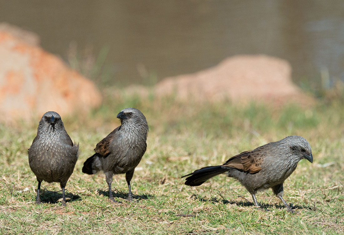 Apostle Birds, Charleville