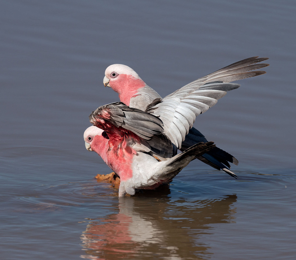 Galahs Drinking, Charleville