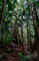 Palm Grove Section, Tamborine National Park