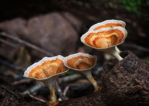 Fungi, Palm Grove Section, Tamborine National Park