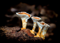 Fungi, Palm Grove Section, Tamborine National Park