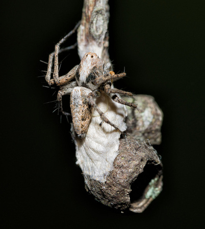 Spider with Egg Sack