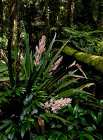 Flax Lily, Brindle Creek, Border Ranges National Park