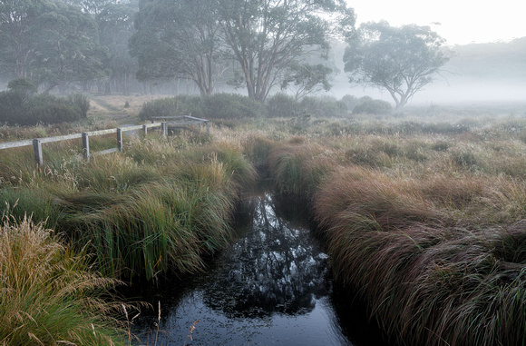 Misty Morning, Polblue Swamp, Barrington Tops National Park