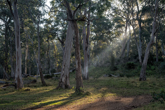 Afternoon Light, Polblue Campground