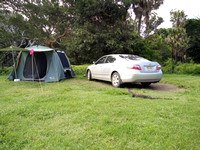 Goannas at camp, Ruins Campground, Booti Booti National Park