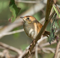 Tawny Grassbird