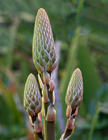 Aloe vera Flower Buds
