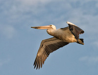 Australian Pelican, Eagleby Wetlands