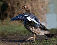 Wood Duck, Tygum Park