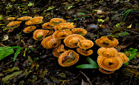 Fungi, Rosewood Loop, Border Ranges National Park