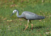 White-faced Heron visits our backyard