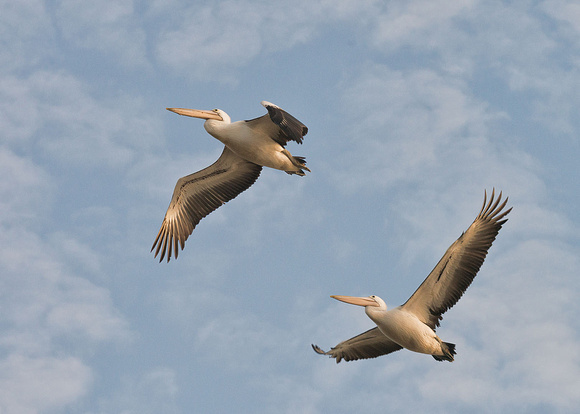 Australian Pelicans, Eagleby