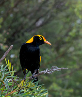 Regent Bower Bird, Lamington National Park