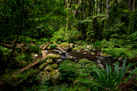 Brindle Creek, Border Ranges National Park