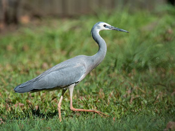 White-faced Heron visits our backyard